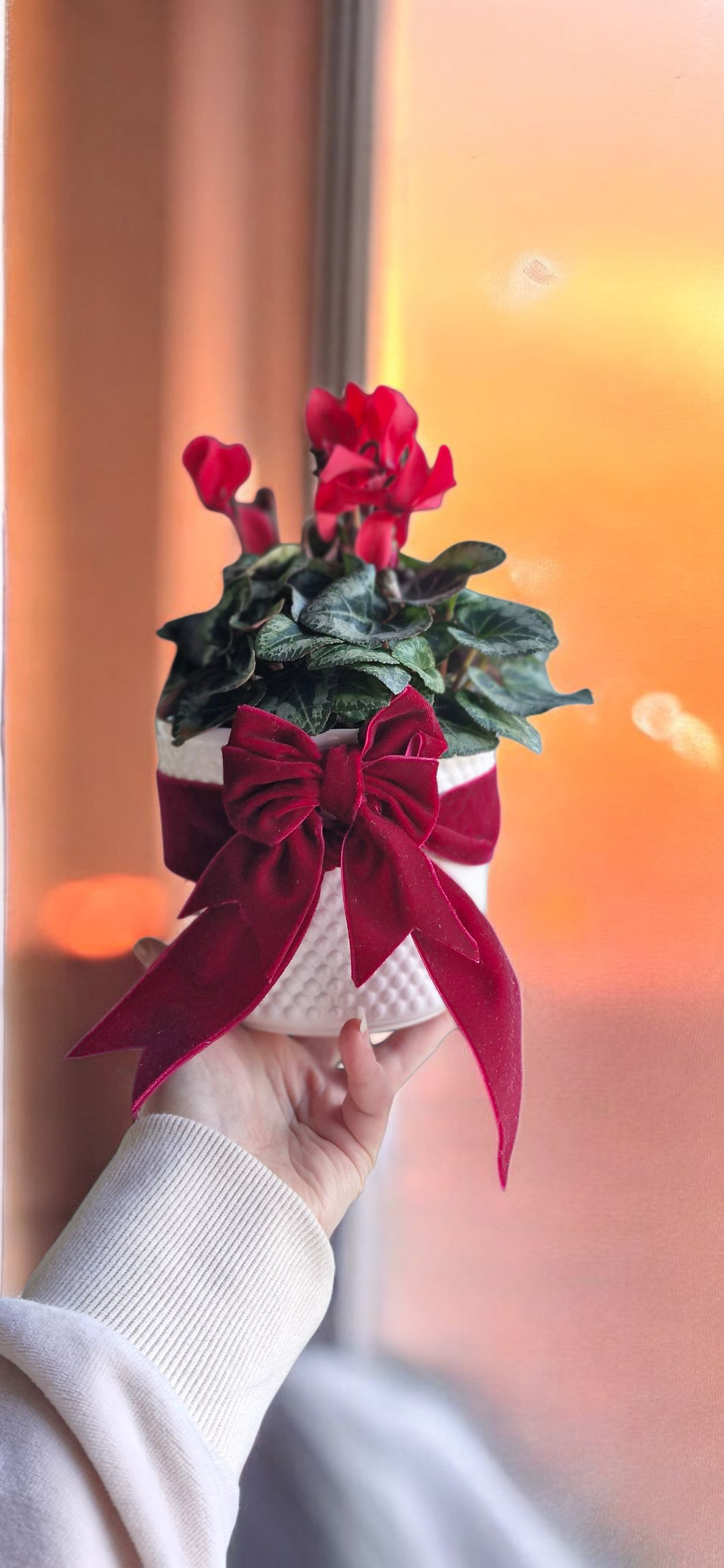 Christmas Cyclamen